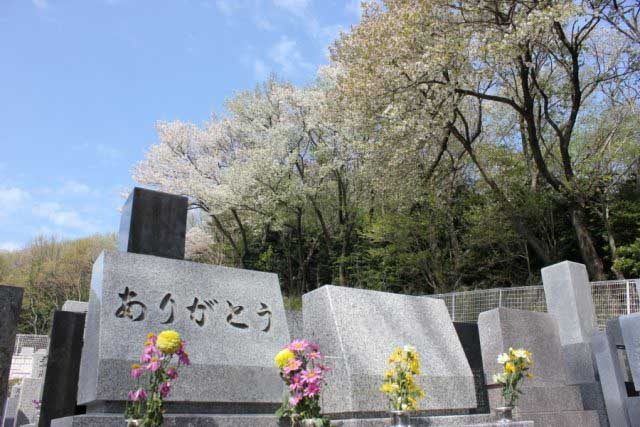 cosmos_06