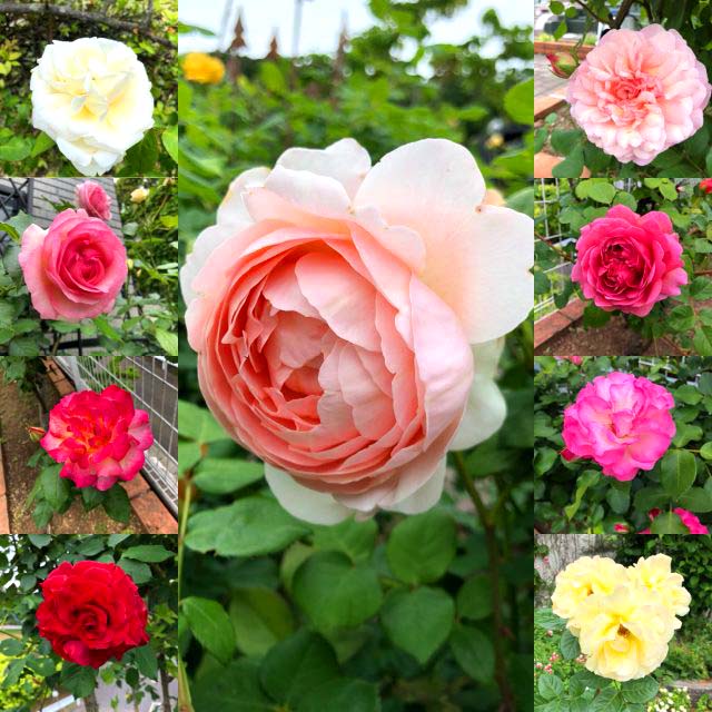 rose_01
