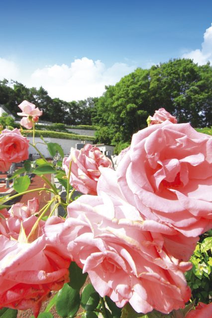 rose_05