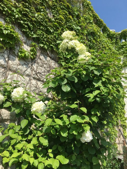 rose_06