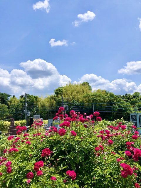 rose_17